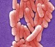 Scanning electron micrograph shows a colony of Salmonella typhimurium bacteria. Photo courtesy of CDC, Janice Haney Carr