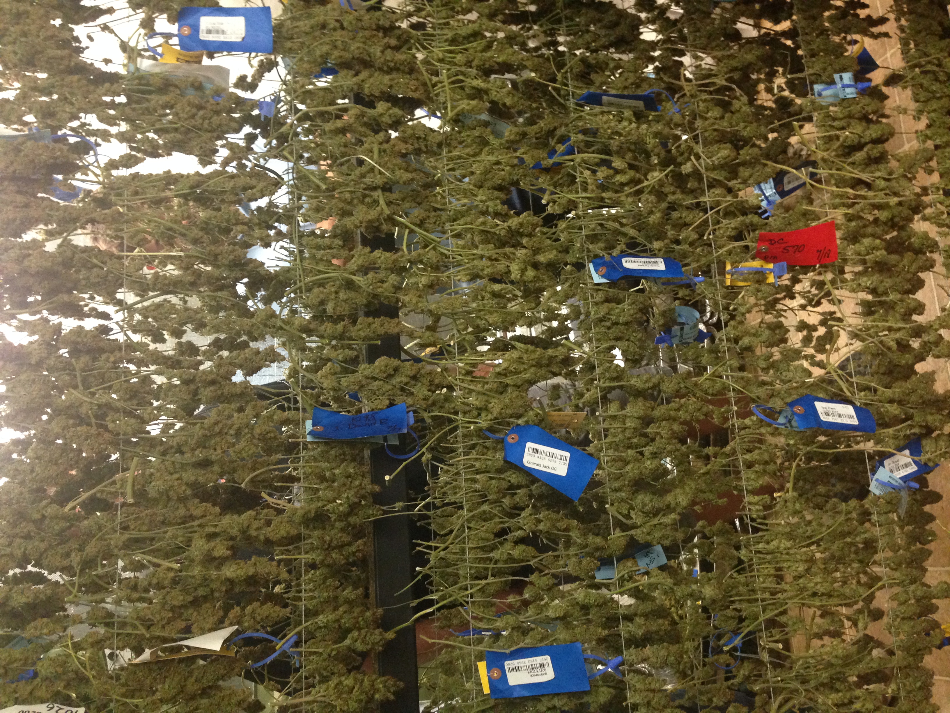 RFID tags on drying marijuana flowers