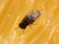 Prevent fruit flies by keeping employee break rooms clear of food remnants and tightly sealing garbage cans.