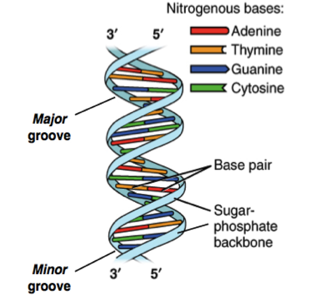 structure-of-dna-function-summary-diagram-model