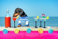 Food Fraud, Dogs drinking cocktail