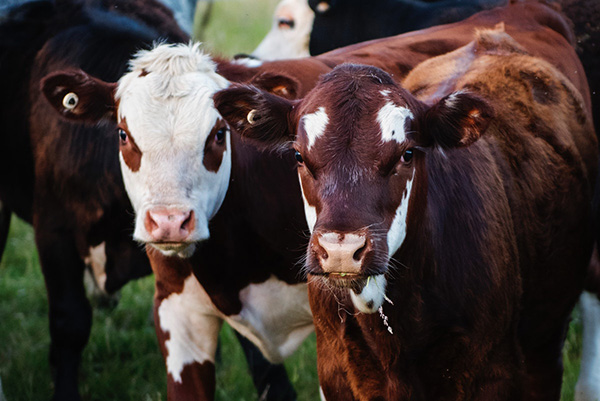 Cows, dairy, farms