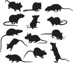 Mice, pests
