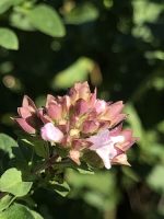 Food fraud, oregano blossom