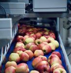 Apples on conveyor belt