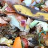 Food in compost pile