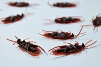 Dead cockroaches